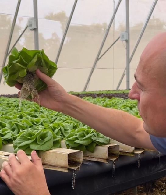Commercial grower inspecting a head of hydroponic lettuce, demonstrating the high-quality yield from the best hydroponic automated system.