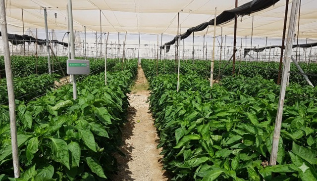 how to choose the right greenhouse automation system for commercial NET house growing bell peppers 