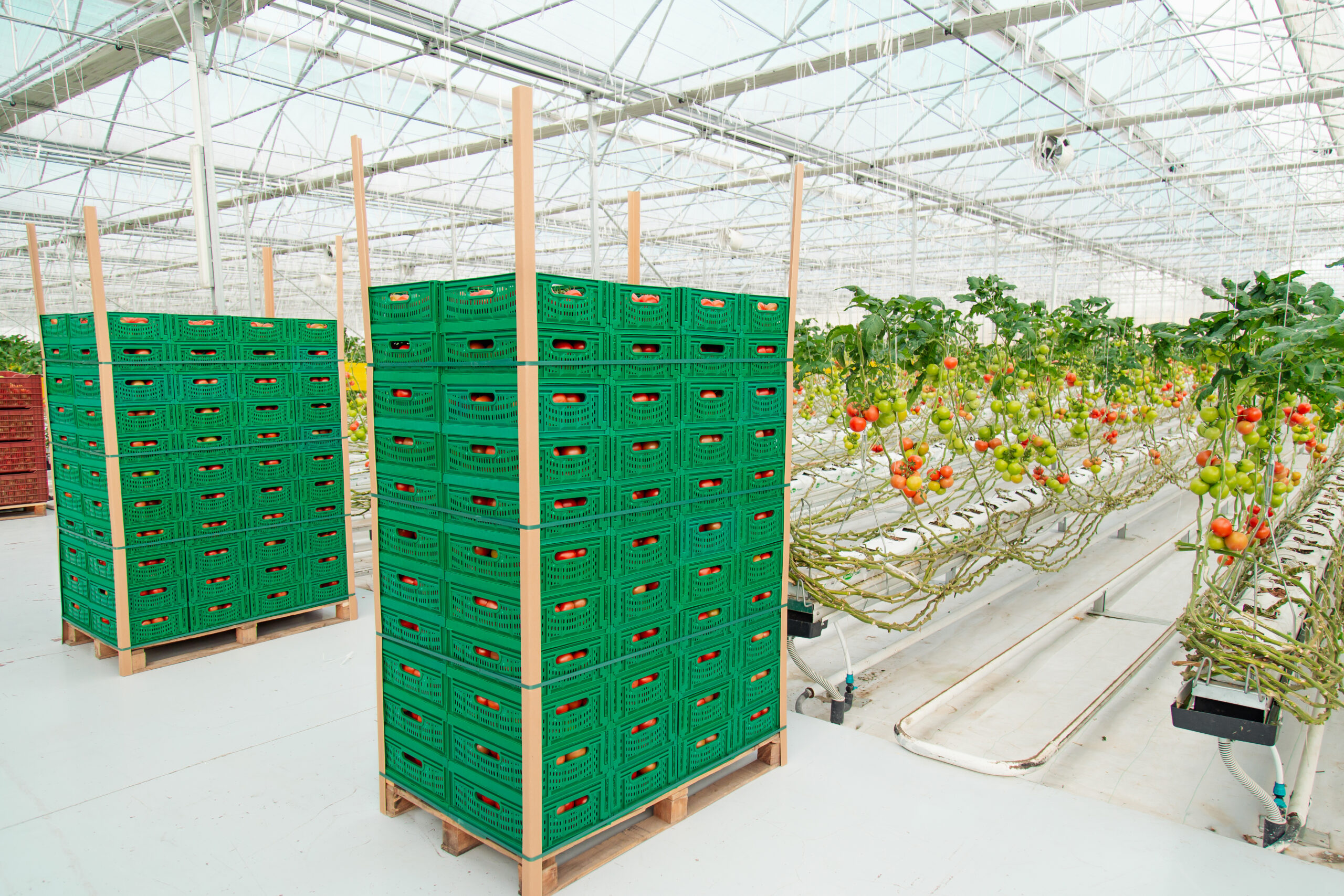 how to choose the right greenhouse automation system for higher yield in tomato commercial greenhouse 