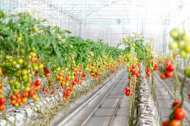 A modern commercial facility using AI in greenhouses to manage rows of healthy tomato plants under perfect lighting.