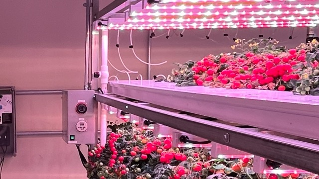 A multi-level indoor vertical farm with ripe cherry tomatoes growing under intense pink LED lighting, where a professional PAR sensor would be used to measure precise PPFD levels for optimal fruit development and yield.