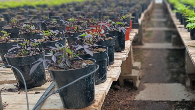 A lush nursery being watered using a precise irrigation system to enhance crop yield