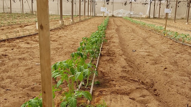 Drip irrigation system providing water directly to the root zone of a crop, demonstrating water conservation.