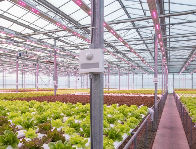 A simple lux sensor on a greenhouse bench, highlighting it as an incorrect tool for making professional decisions about sophisticated, spectrum-tuned LED lighting.