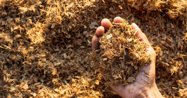 A close-up view of a grower's hand holding a clump of hydrated coco coir substrate, showing its fibrous, airy texture and rich brown color, ready for planting.