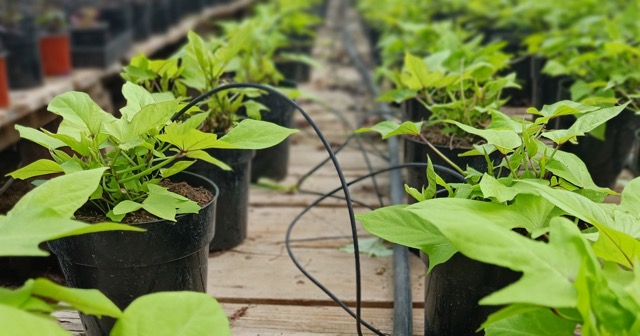 Multiple rows of black drip irrigation tubing running along the ground in a large-scale polyhouse, with emitters precisely placed at the base of each plant for efficient watering.