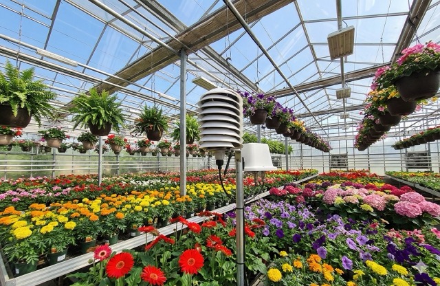 Floriculture commercial greenhouse set up for leaf VPD control