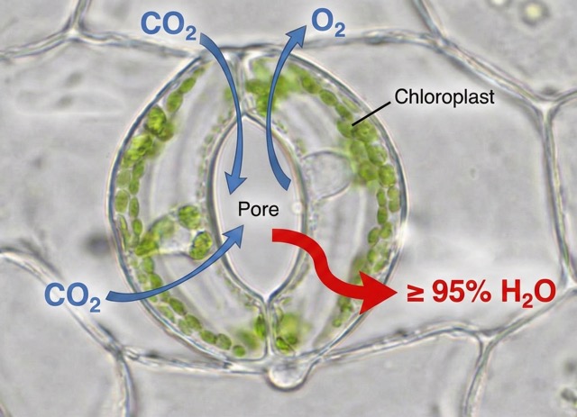 Micrograph of a plant leaf showing open stomata, illustrating the process of transpiration which is directly regulated by the greenhouse's VPD levels. 