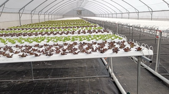 NFT Lettuce poly house