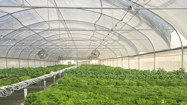 Healthy leafy greens produced after the facility used GrowDirector to automate NFT water stability