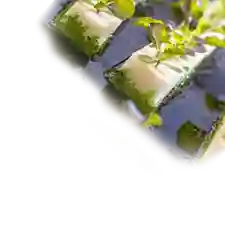 Seedling and Clone Propagation