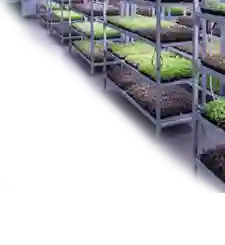 Micro Greens