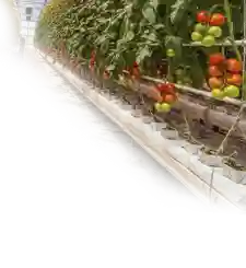 Fruits and Vegetables