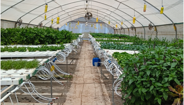 Image of Deep Water Culture (DWC) Hydroponic System with healthy green plants immersed in nutrient-rich water