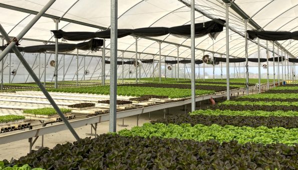 NFT lettuce greenhouse