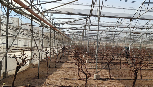 A sprawling grape farm in the desert, showcasing rows of vines under protective netting and a polycarbonate roof.