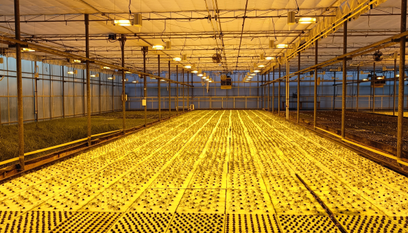 A commercial DWC hydroponics farm in New Jersey, featuring a closed polycarbonate greenhouse with leafy greens growing in large pools.